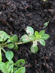 Galium
