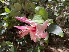 Hibiscus insularis
