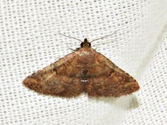 Cerynea thermesialis