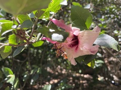 Hibiscus insularis