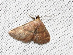 Cerynea thermesialis