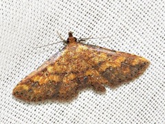 Cerynea thermesialis