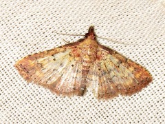 Cerynea thermesialis
