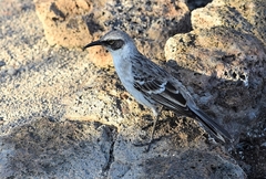 Mimus parvulus bauri