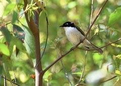 Melithreptus chloropsis