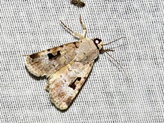 Ariathisa abyssinia