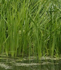 Sparganium glomeratum