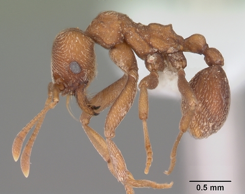 篮切叶蚁属Kalathomyrmex