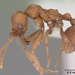 Kalathomyrmex - Photo (c) 
April Nobile, some rights reserved (CC BY)