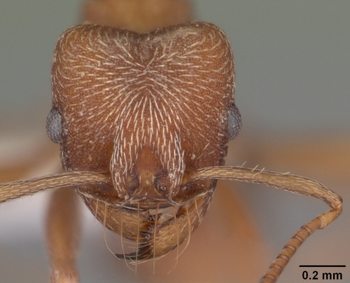 埃氏篮切叶蚁Kalathomyrmex emeryi