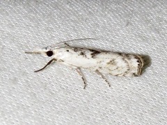 Crambus sparsellus
