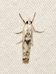 Crambus sparsellus