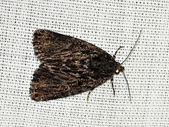 Hadjina carcaroda