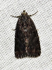 Hadjina carcaroda