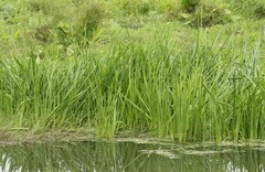 Sparganium glomeratum