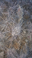Grusonia