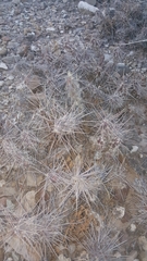 Grusonia