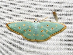 Comostolopsis stillata