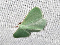 Prasinocyma immaculata