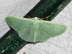 Prasinocyma immaculata