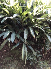 Alpinia sessiliflora