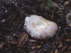 Lactarius argillaceifolius megacarpus