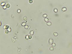 Lactarius argillaceifolius megacarpus