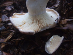 Lactarius argillaceifolius megacarpus