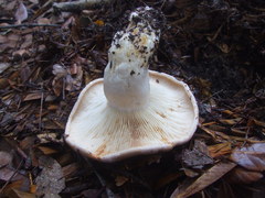 Lactarius argillaceifolius megacarpus