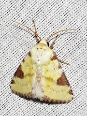 Heliothis flavirufa
