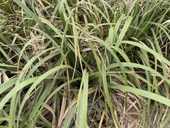Cyperus lucidus
