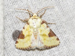 Heliothis flavirufa