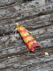 Ancylosis interjectella