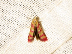 Ancylosis interjectella