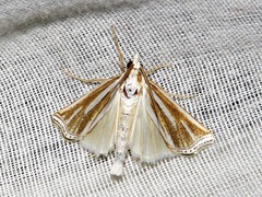 Ancylolomia prepiella