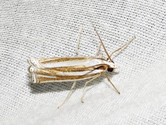 Ancylolomia prepiella