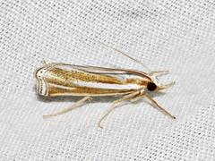 Ancylolomia prepiella