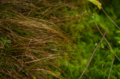 Carex leptalea