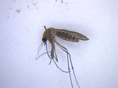 Culex pervigilans