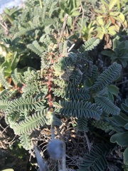 Astragalus nuttallii nuttallii