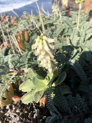 Astragalus nuttallii nuttallii