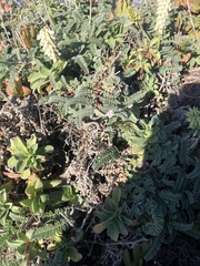 Astragalus nuttallii nuttallii