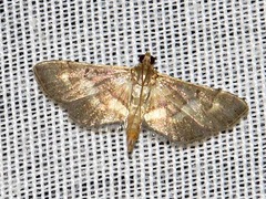 Syngamia