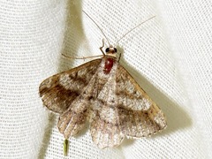 Chiasmia multistrigata multistrigata