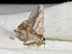 Chiasmia multistrigata multistrigata