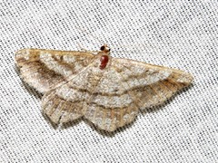 Chiasmia multistrigata multistrigata