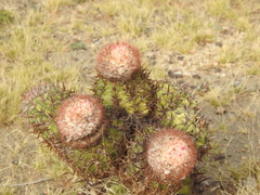 Melocactus lemairei