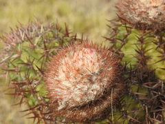 Melocactus lemairei
