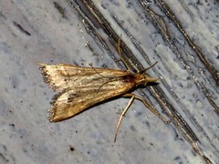 Diasemia monostigma