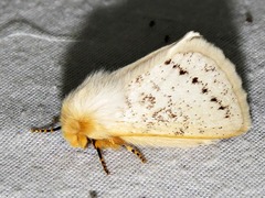 Phiala